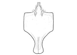   Anthidium aztecum  male, diagram showing ventral view of eighth sternum (S8), diagram from Gonzalez and Griswold 2013 
